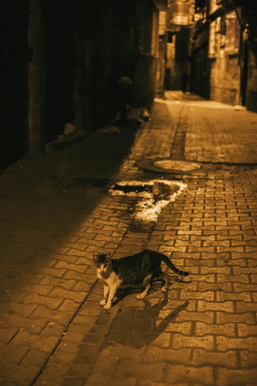 the cat is walking through the alley at night