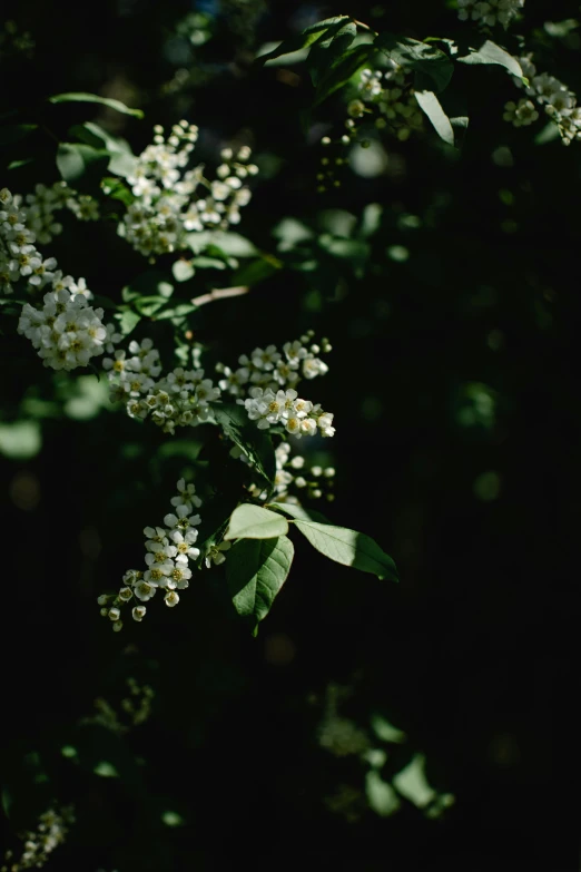 a close up of a tree with white flowers