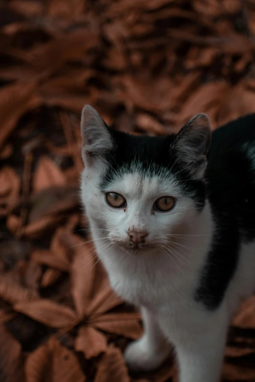 black and white cat standing on top of a bed of brown leaves