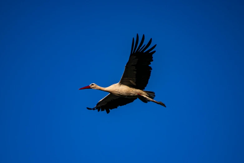 a white stork flying against a blue sky