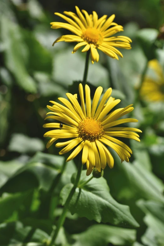 two yellow flowers with green leaves and light in the background