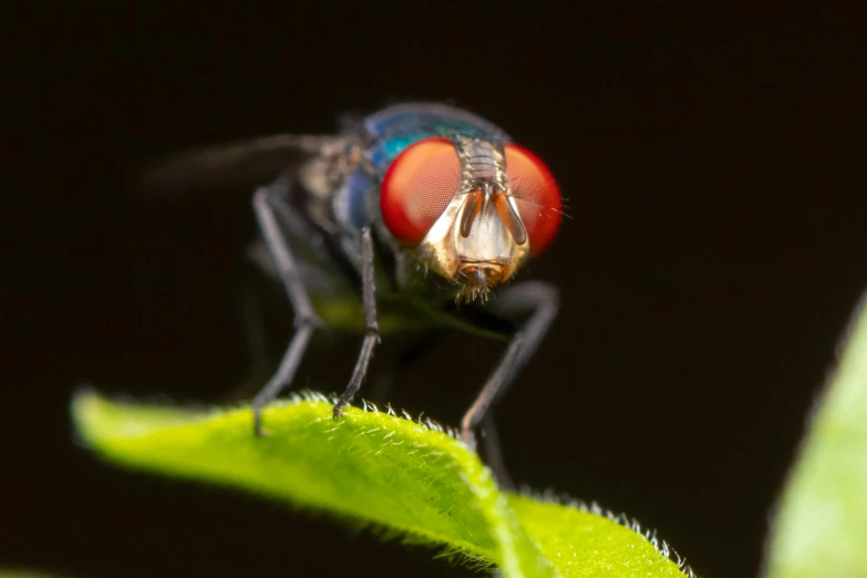 a fly that is sitting on top of a green leaf