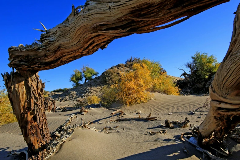 an oddly shaped tree sitting in a desert near a mountain