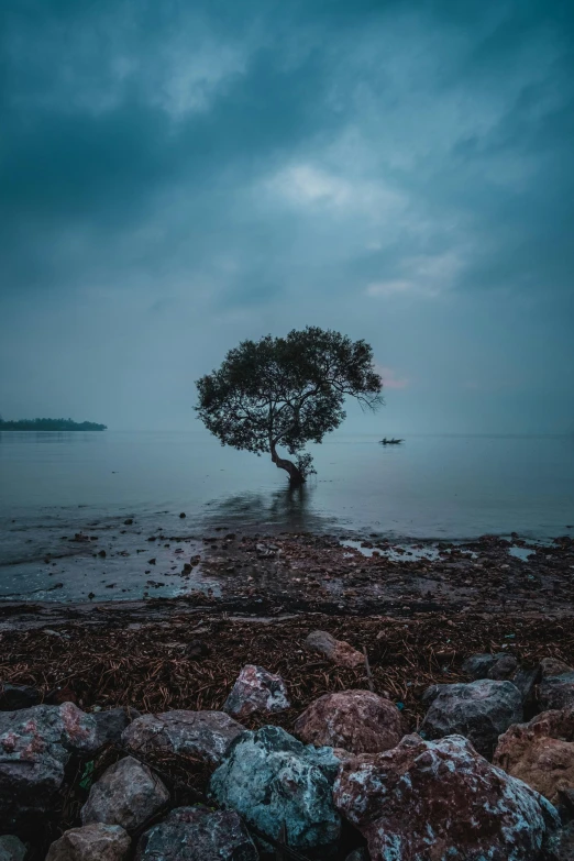 a lone tree is standing alone on the shore