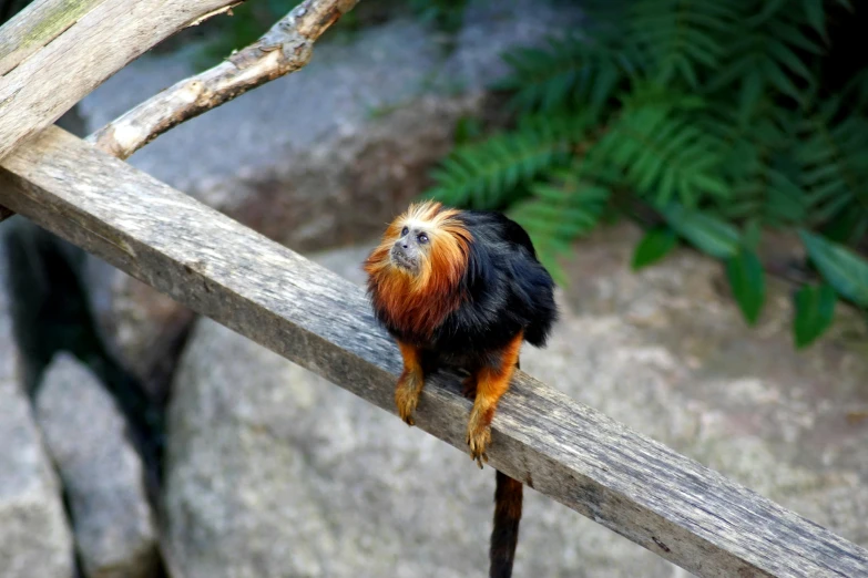 a black, orange and yellow colored bird perched on a nch