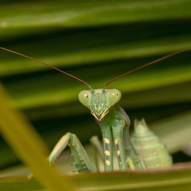 a praying praying praying in the center of some green foliage