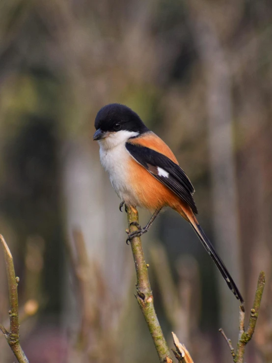 a small bird perched on a nch