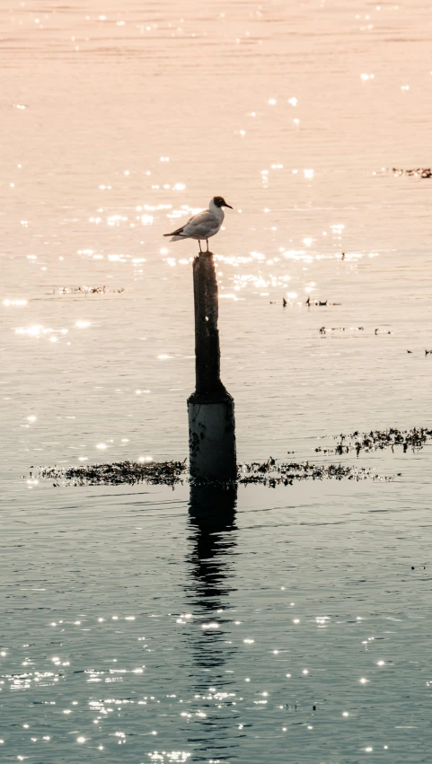 a seagull perched on a pillar in the middle of water