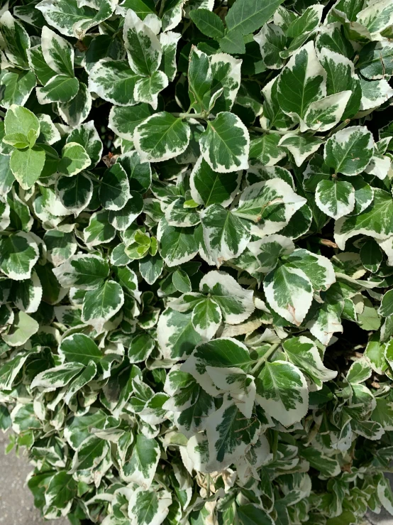 a green plant with lots of white and green leaves