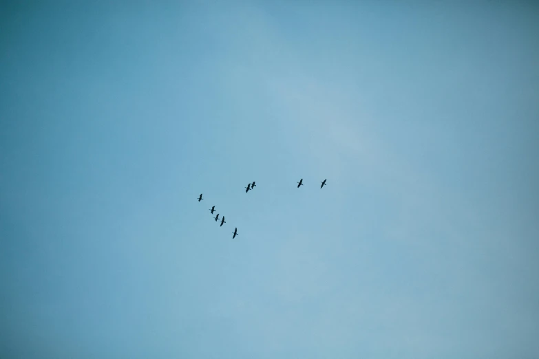 a group of birds is flying in the sky