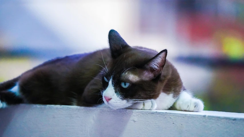 a cat lying down with its eyes closed