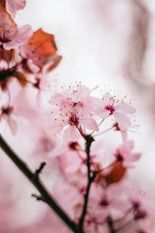 pink blossoms on a small tree with pinkish nches