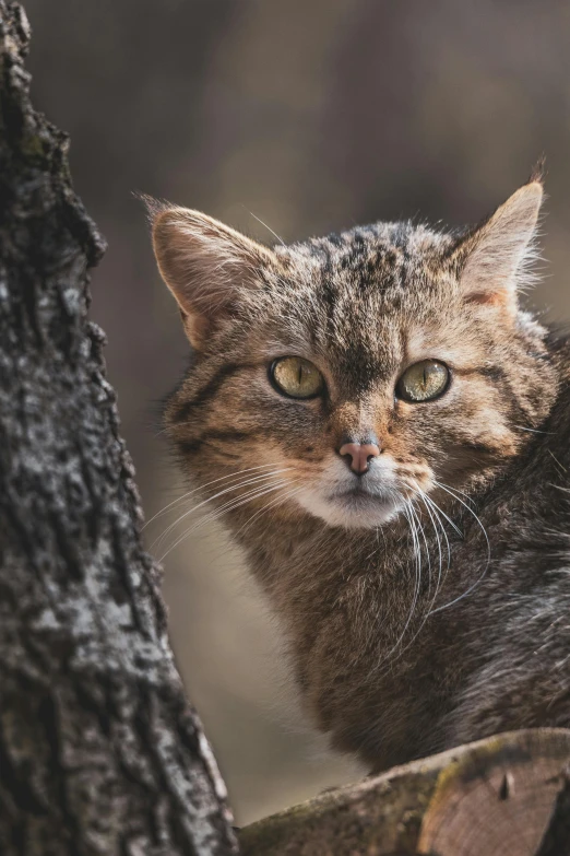 a brown tabby cat sitting in the shade of a tree