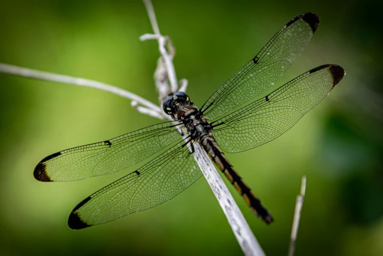 a dragonfly perched on top of a twig