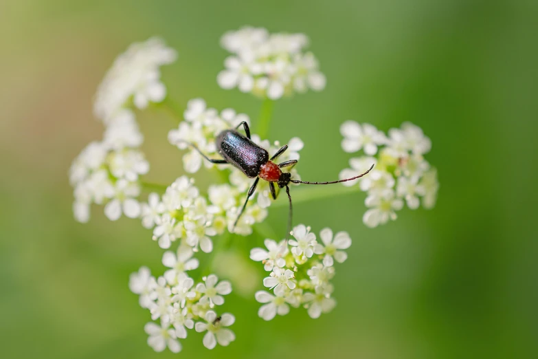 an image of a insect that is on a flower