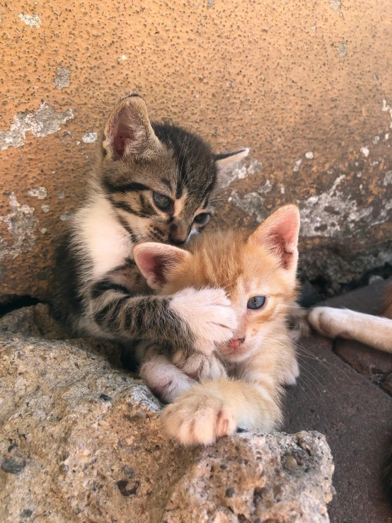 small kittens cuddle together on top of the rocks