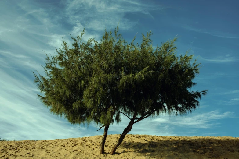 a tree is in the middle of a desert field