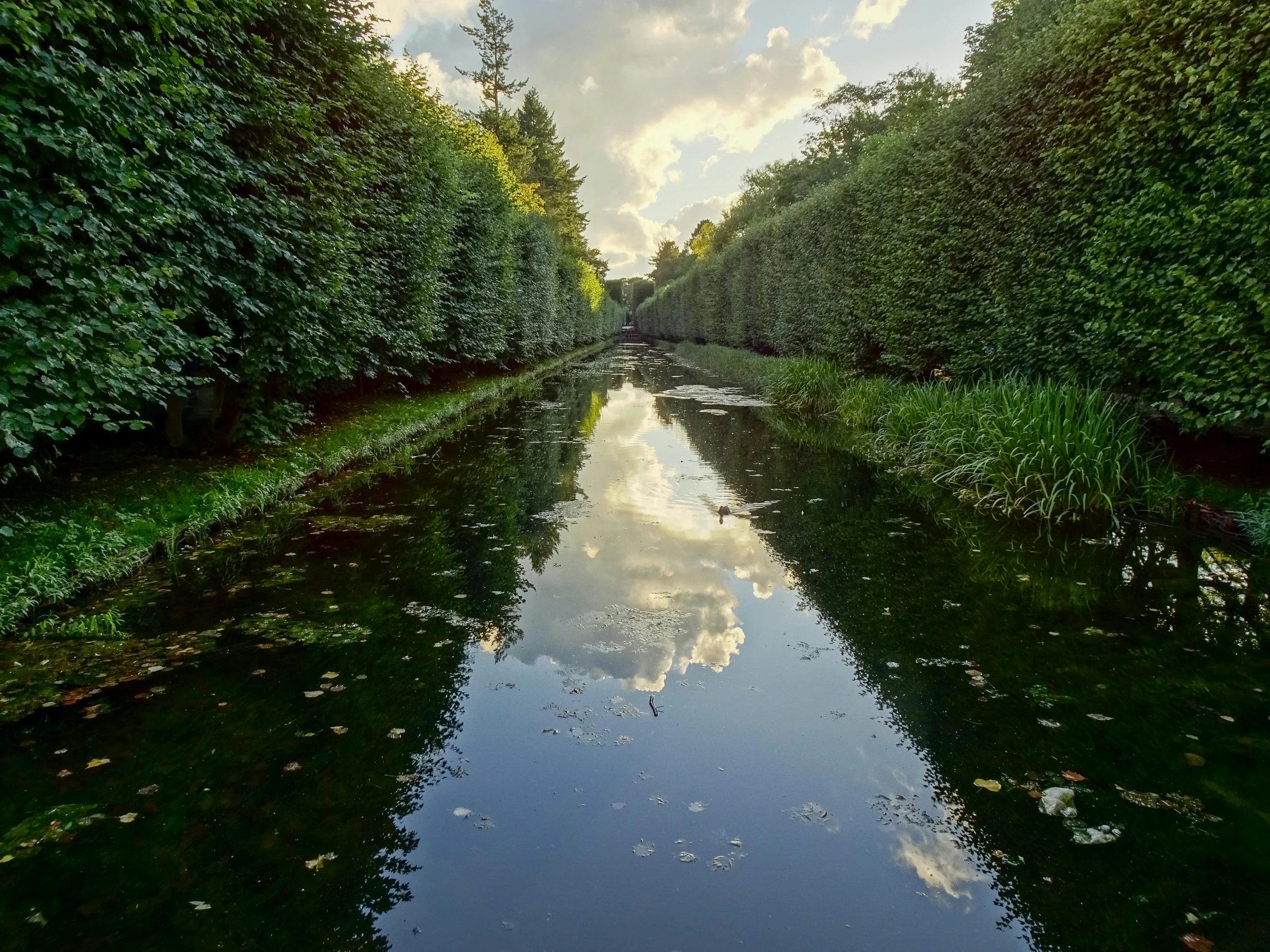 a river running through a lush green forest