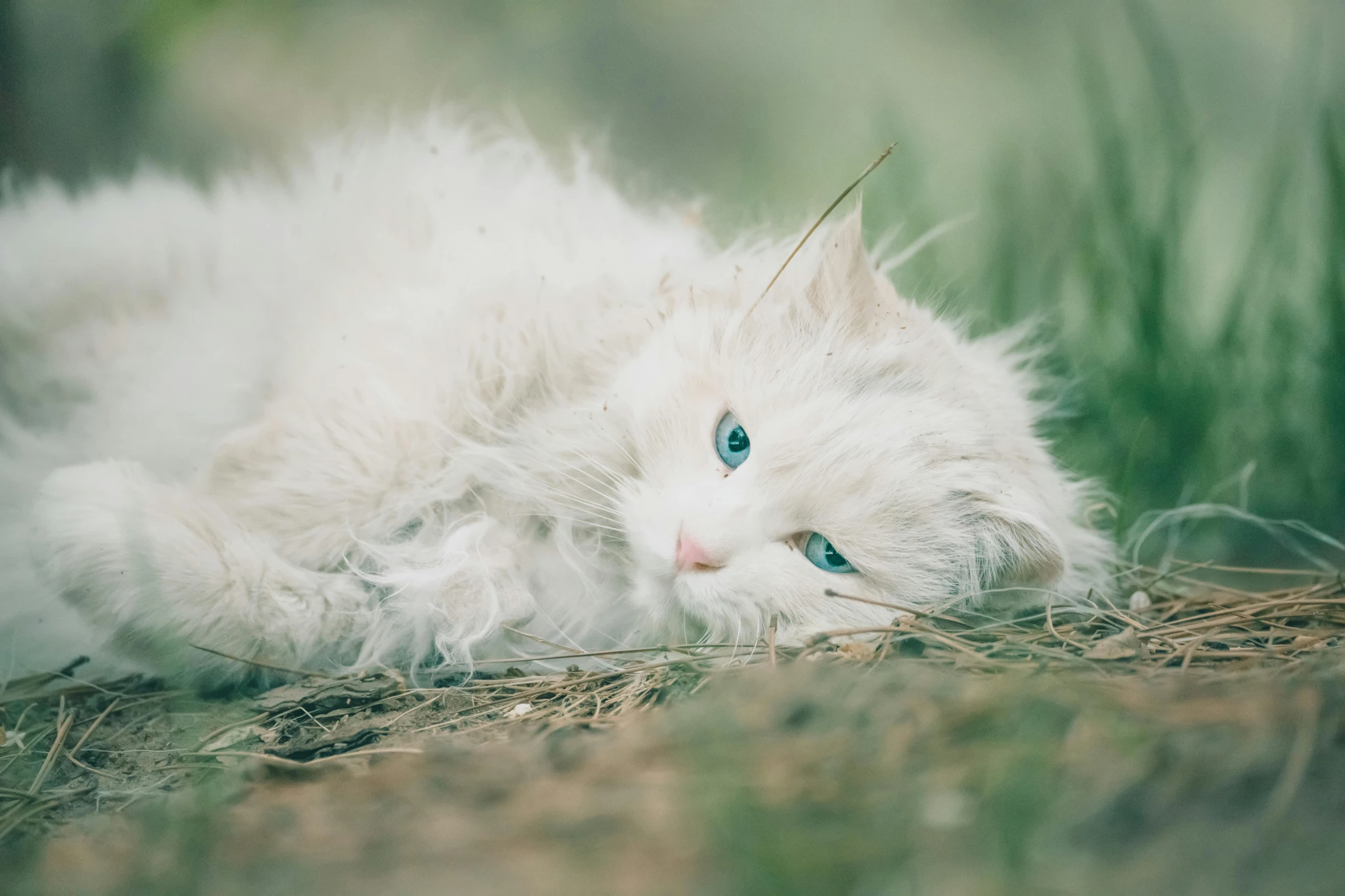 white cat lying in the grass while looking out