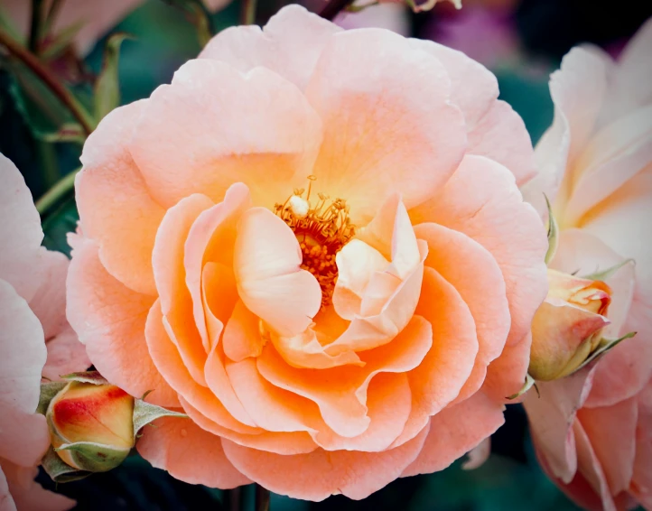 pink roses that are on the side of a flower