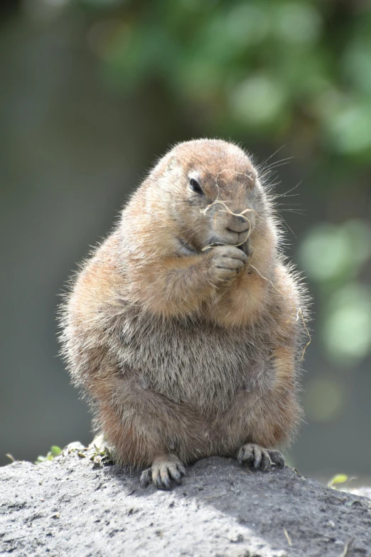 a very cute furry animal on the top of a hill