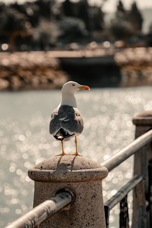 sea gull sitting on a railing by the water