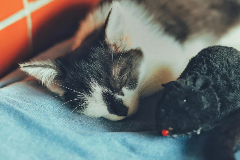a cat and a black stuffed animal laying next to each other