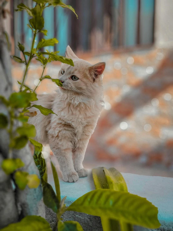 a little white kitten standing on top of a rock