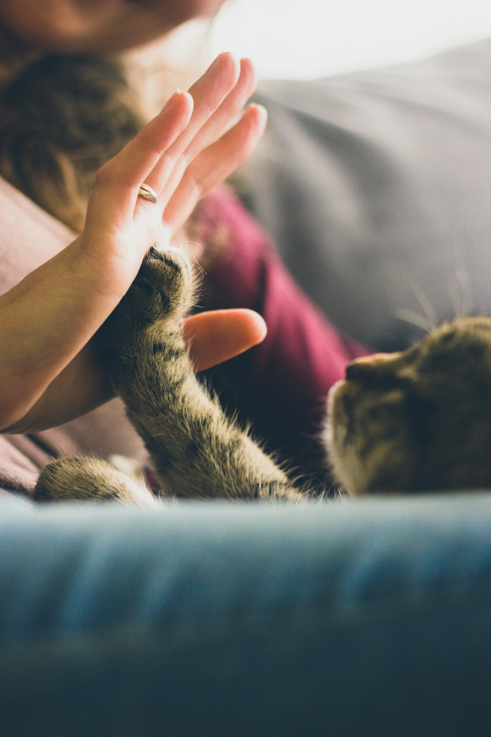 a cat reaching out its paws towards someone