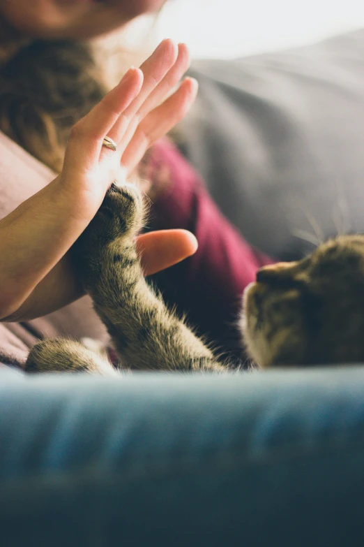 a cat reaching out its paws towards someone