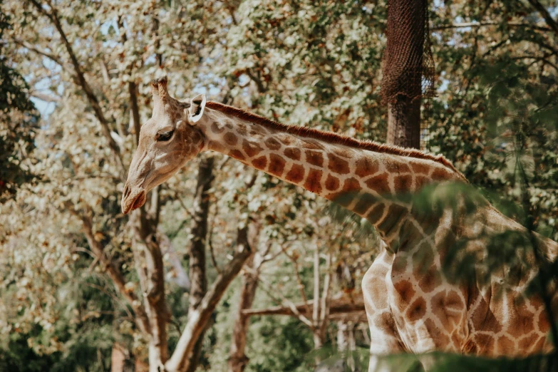 a giraffe is standing in front of some trees