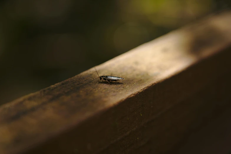 an insect sits on the edge of a wooden bench