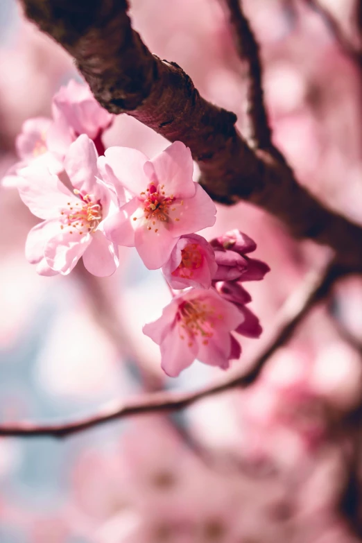 small pink flowers blooming on the stem of an apple tree