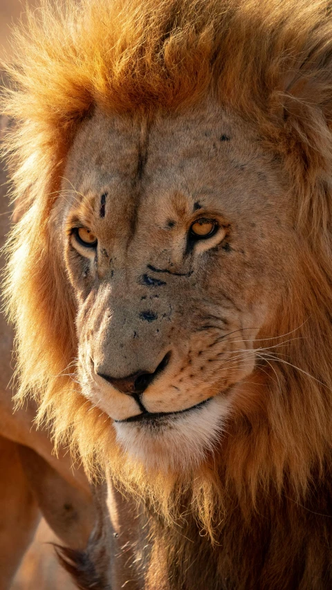a very large male lion with it's face close to the camera