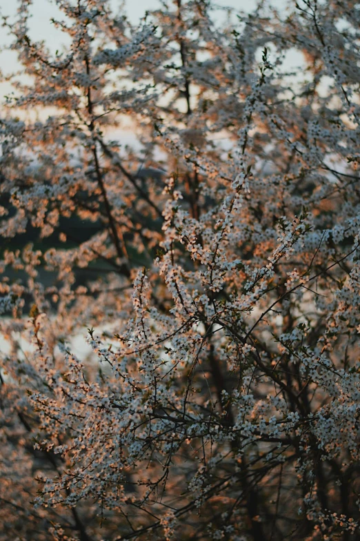 trees with small white flowers in the foreground