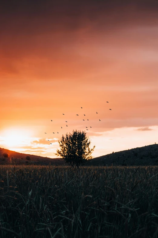 the field is full of very many birds flying