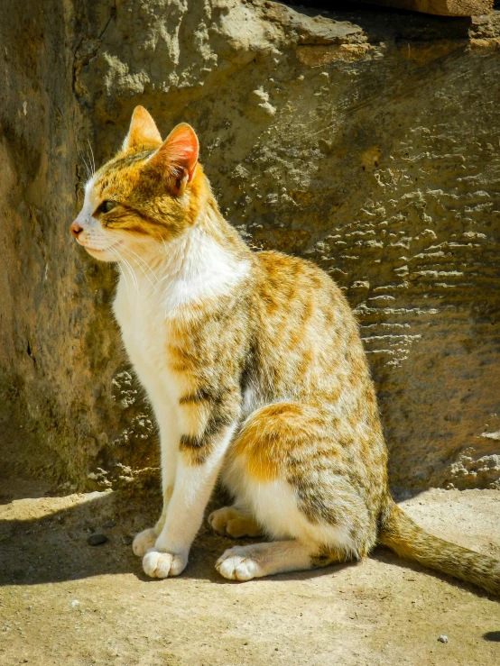 a cat sits in the shade on a rocky ledge