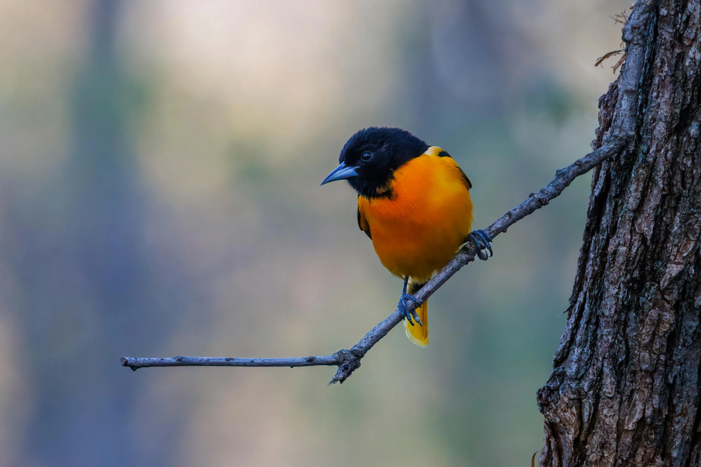 a yellow bird on a tree nch with blurry trees in the background