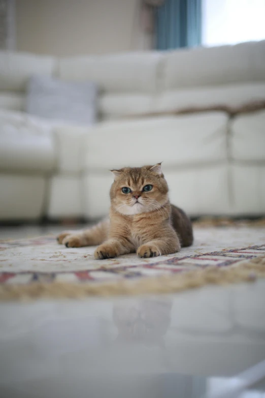 a cat with big blue eyes laying on the floor