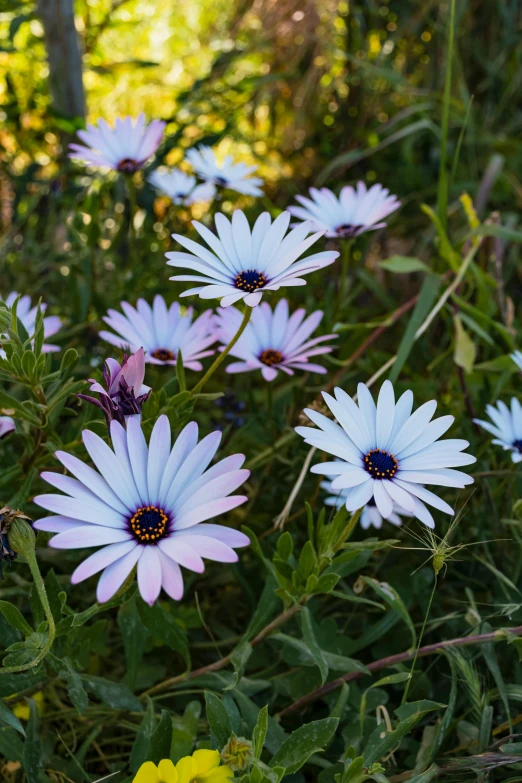 flowers are growing in a patch of green grass