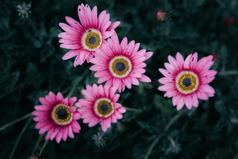 pink daisies growing on a field with lots of flowers