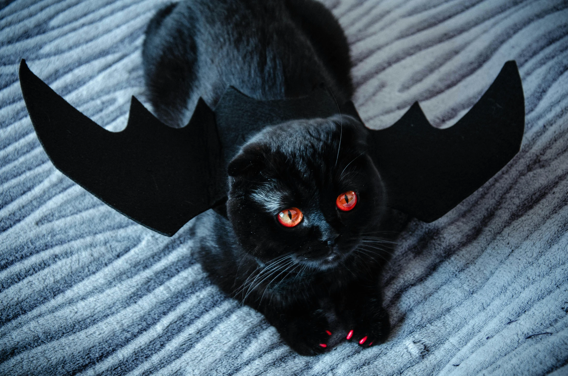 a black cat with red eyes and a vampire costume