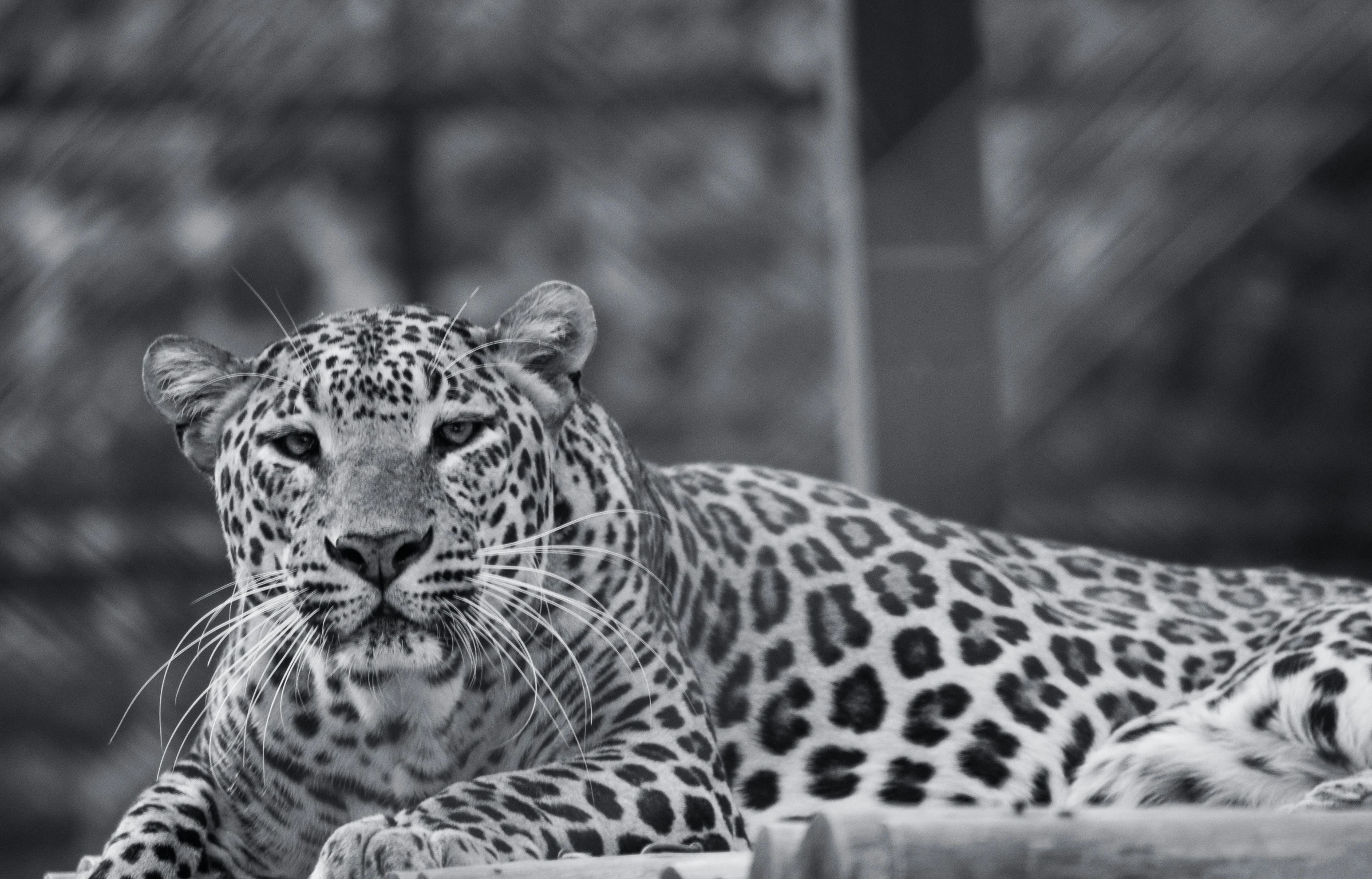 a leopard lies down on the ground with his head up