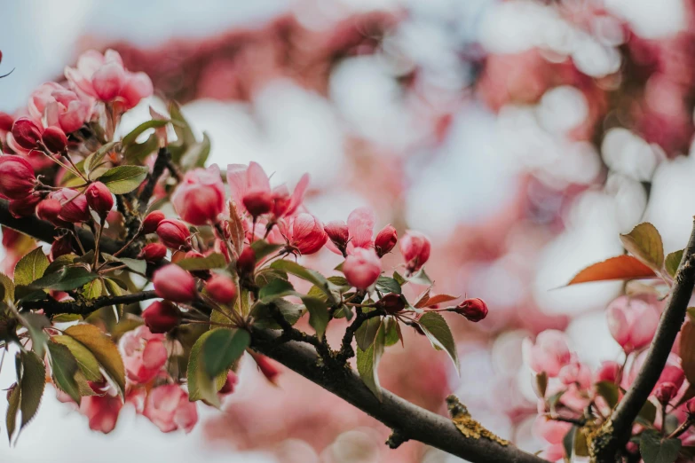 an apple tree blossoming in the spring with pink blossoms