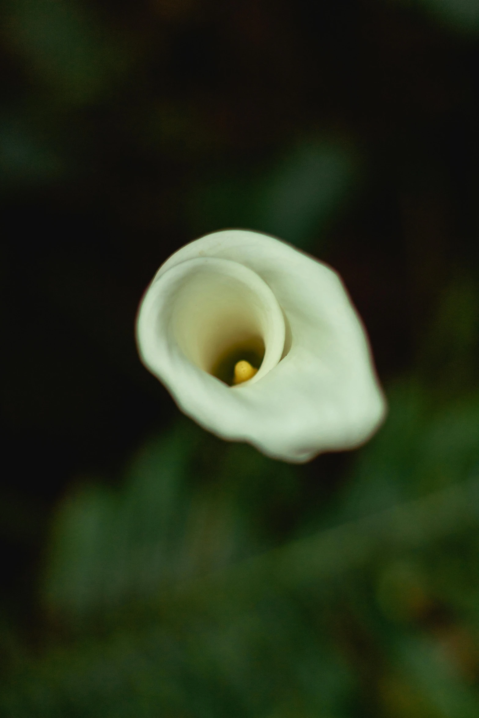 a white flower in the dark with dark background