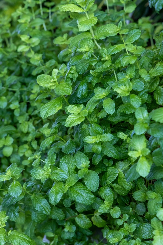 the leaves of a bush covered in dew