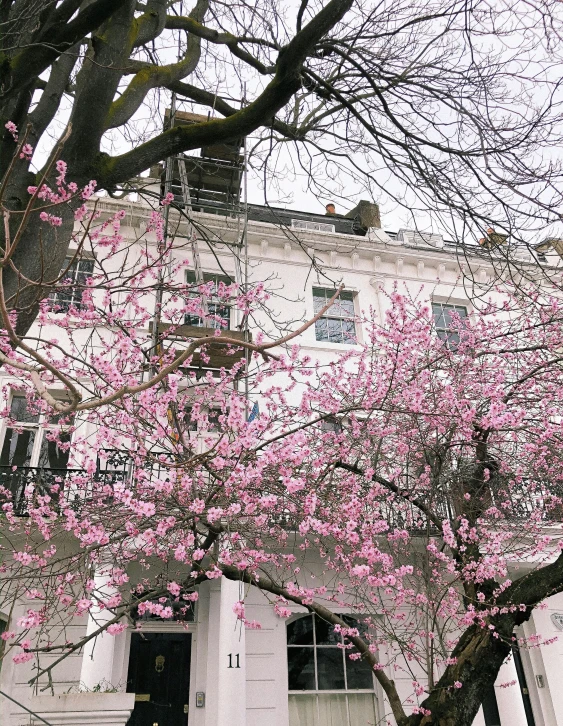 a big pretty pink tree in front of a big building