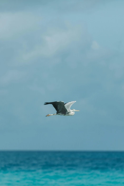 the large bird is flying over the ocean