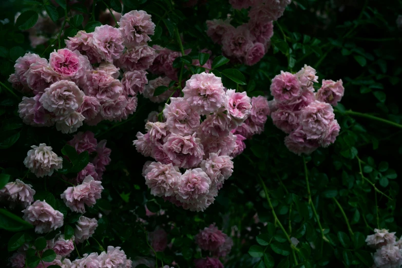 a group of pink flowers that are on a bush