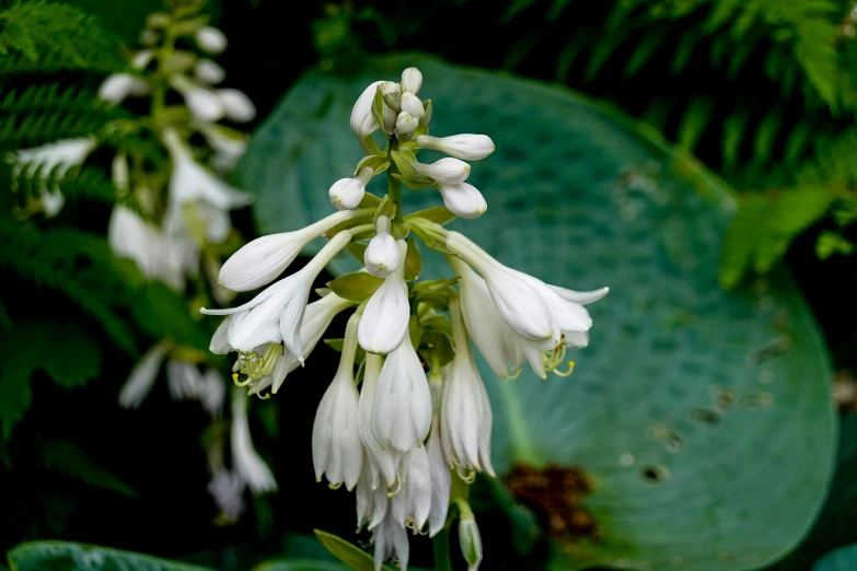 some white flowers some green leaves and plants